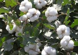 Key measures for management of cotton boll opening period