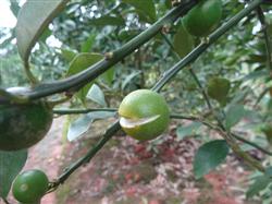 Fruit cracking of navel orange and its control