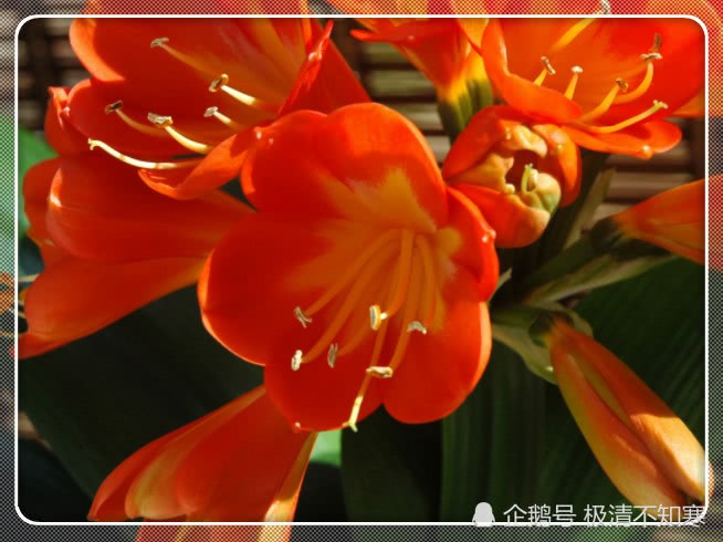 These three kinds of flowers should not be easily given away at home to raise people, and rich people in the town house are all raising them.