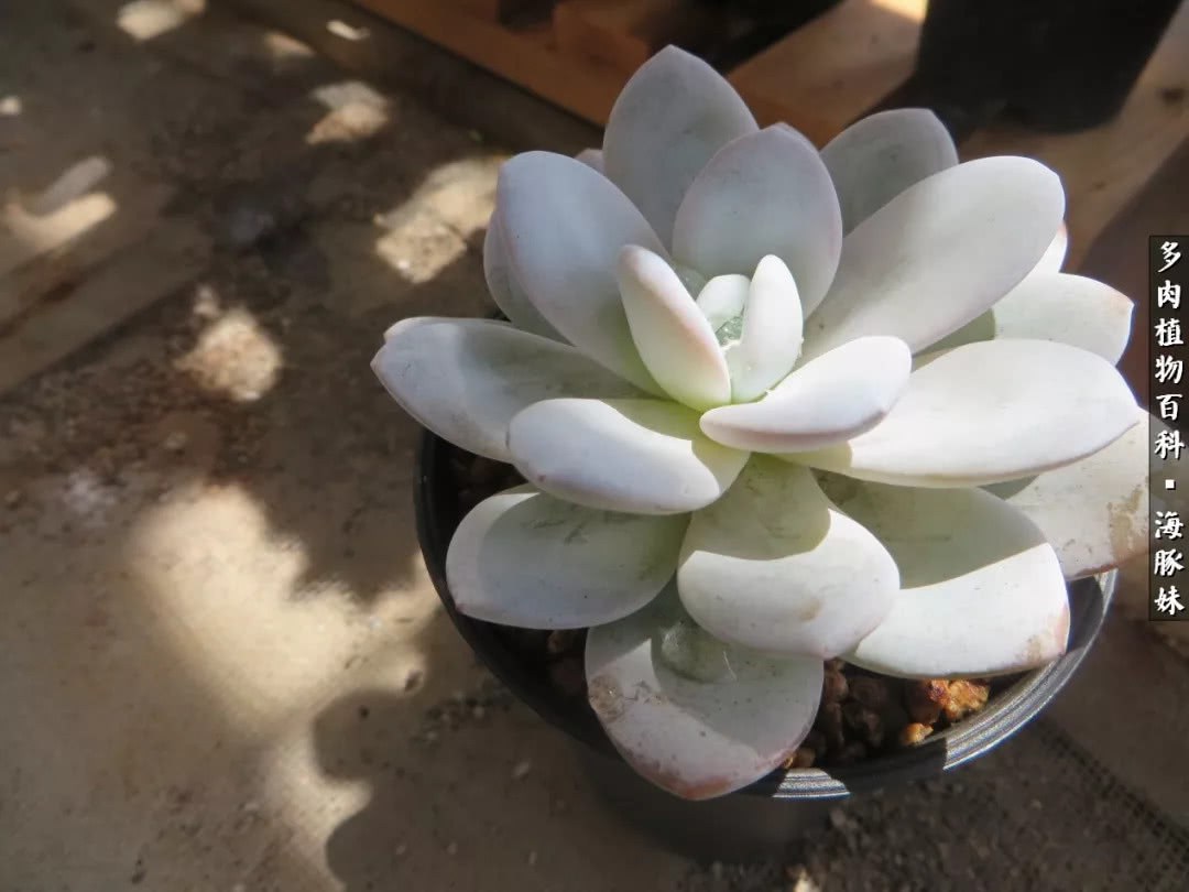 Personal summary of the 10 most worthwhile succulent plants in summer: easy to raise and good-looking.