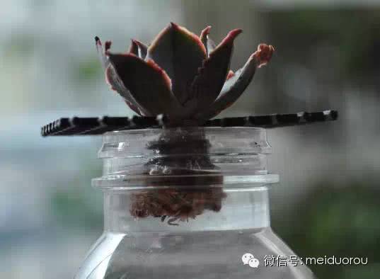 A brief discussion on several problems encountered in the slow Root of succulent plants