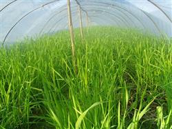 Cultivation techniques of Zizania latifolia in greenhouse