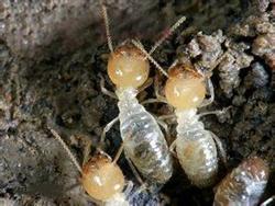 Harm and control methods of sugarcane termites