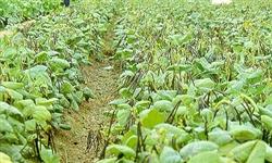 Cultivation techniques of mung bean