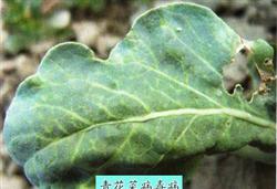 Incidence regularity and control points of broccoli virus disease