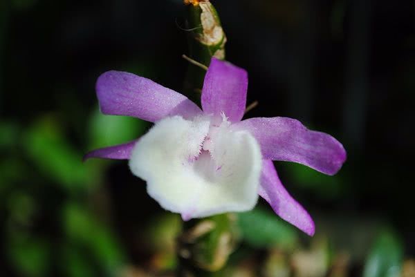 This flower can grow into a waterfall if it is raised in a pot, pinched and stuck in water without getting sick for a year.