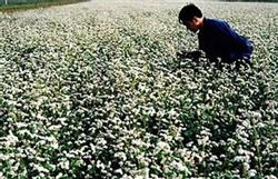 Cultivation techniques of autumn buckwheat