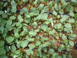 Seedling raising technique of broccoli (broccoli)