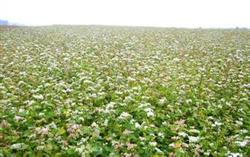 Cultivation techniques for stable and High yield of Buckwheat