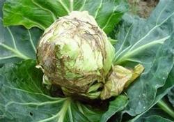 What if the cabbage gets Sclerotinia sclerotiorum?