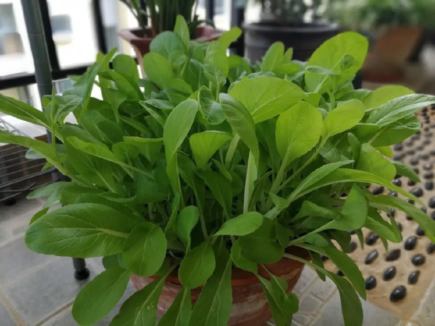 Growing vegetables on the balcony changes from thin and overgrown to big, fat and luxuriant with a small skill.