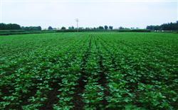 Key points of cotton management in July