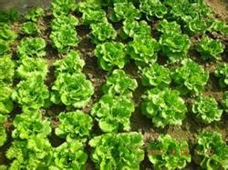 Efficient multiple cropping of cabbage, sweet potato seedlings, eggplant and cauliflower