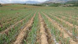 How to cultivate sugarcane seedlings?