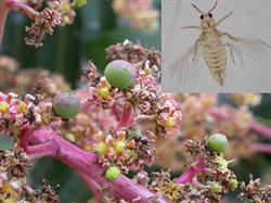 Control techniques of diseases and insect pests at flowering and panicle stage of mango