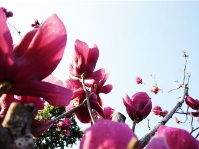 Magnolia, which represents the noble soul, do you know its deep flower language? let's take a look.