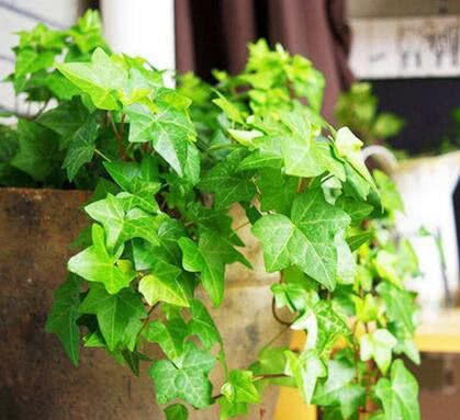 It is practical to put a pot of fresh air, high humidity, old people and children in three kinds of flower houses.