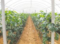 Pesticide control methods for common diseases of grape in greenhouse