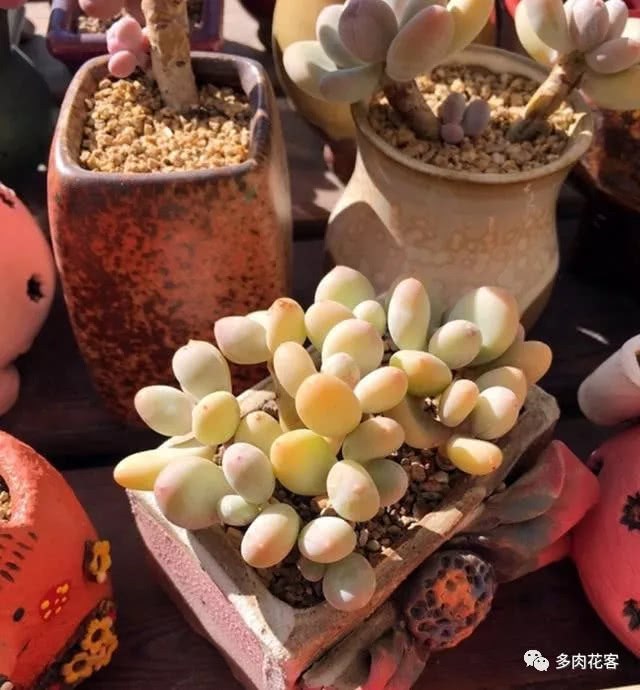 The succulent aunt taught you to raise succulent plants.