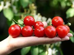 Techniques of early planting of fresh virgin fruit in spring