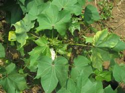 How to control Verticillium wilt of cotton