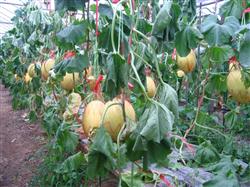 Cultivation techniques of cantaloupe in greenhouse