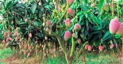 Common chemicals used to control mango diseases and insect pests are culled in one time.