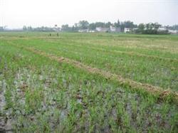 Key points of no-tillage rice seedling throwing operation