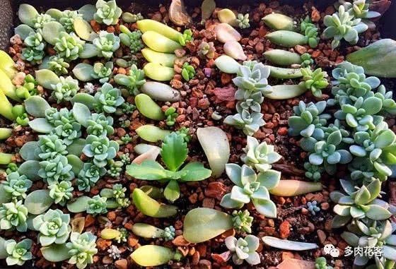 How to improve the success rate of succulent leaf insertion