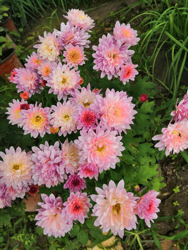 September flower selection This kind of planting is easy to bloom beautiful flowering period is a potted ornamental good