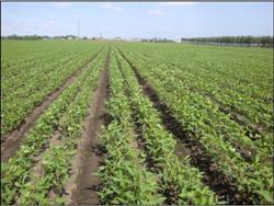 Control of three soybean diseases