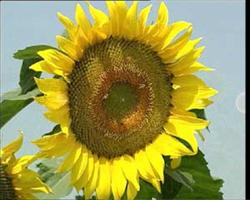 How to reduce the empty shell of sunflower?