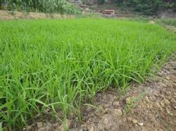 Field Management of dry raising Rice seedlings and transplanting in the Field