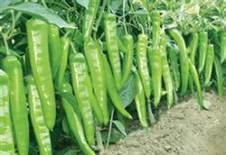 Spring stubble chili peppers are straight and straight and do well at four points.