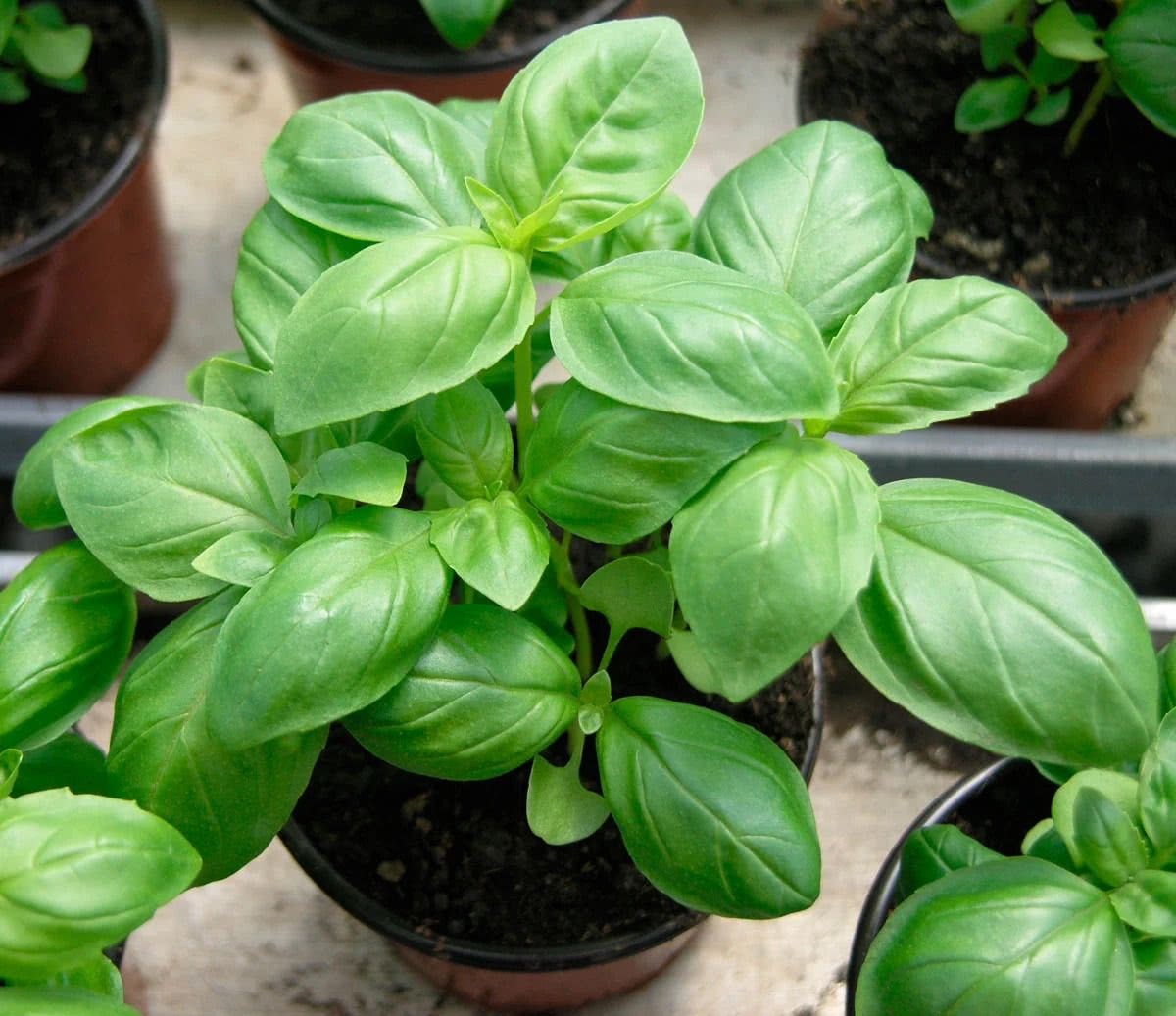 These potted plants grow very well at home and can become vegetables at home.