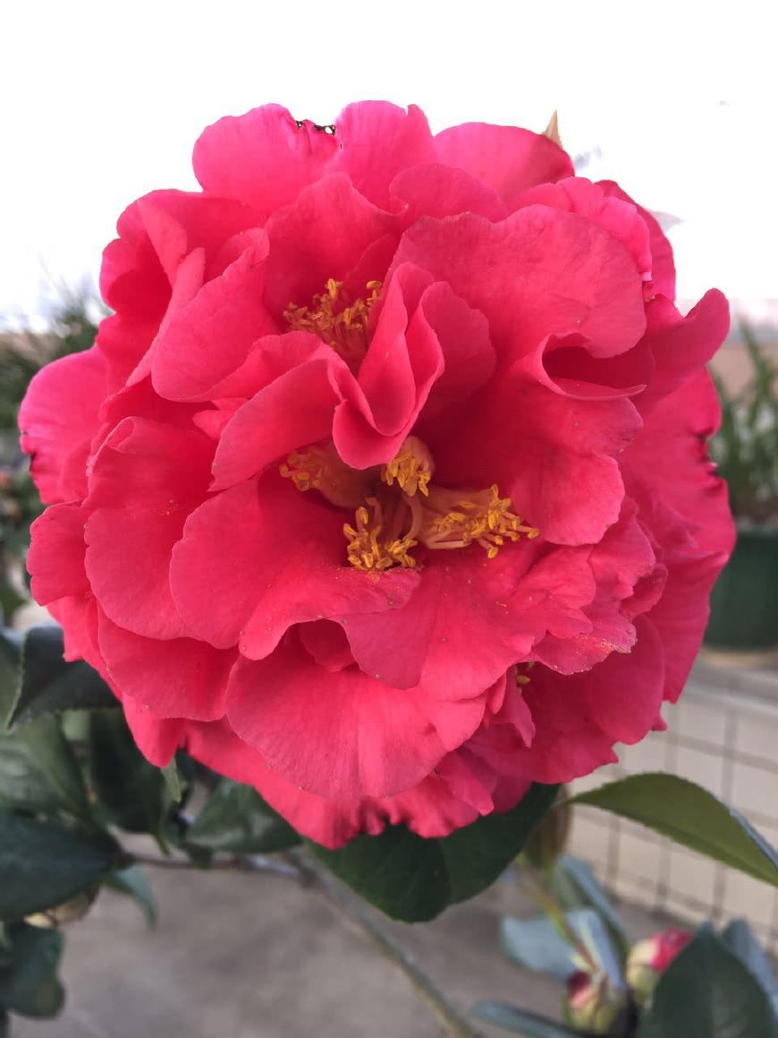 This potted plant has large, colorful and beautiful flowers like a peony flower with a long flowering period and can be used as a bonsai.