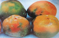 Prevention and control of persimmon mad disease