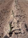 Three steps of asparagus management in early spring