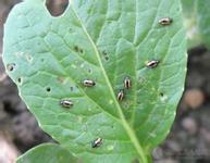 Prevention and control of striped jumping beetle of rapeseed