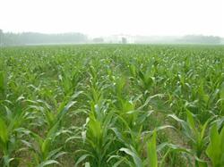 The importance of getting rid of weeds in summer corn field