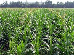 Operation and Research methods of phosphorus and potassium Fertilizer for High-yield Maize