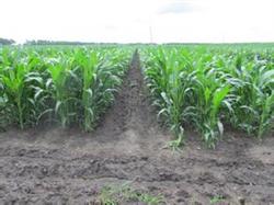 Planting techniques of Autumn Maize