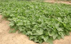 How to manage Sweet Potato to achieve High yield