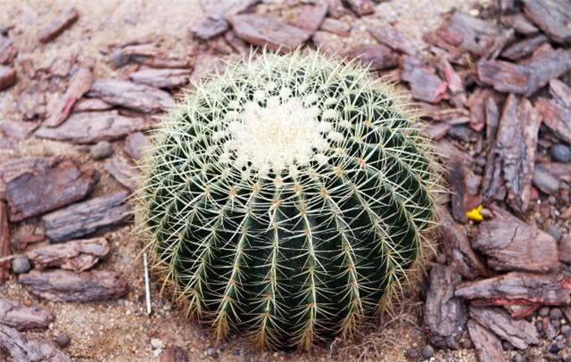 The flower friend raised the cactus for 1 year and found that the color had faded before he knew that he had kept the plastic ball for 1 year.