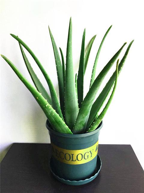 Aloe cut a knife and burst the side buds in the basin quickly.