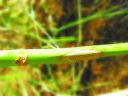 Symptoms and control methods of asparagus stem blight