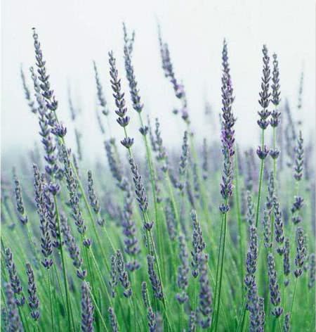 The variety of lavender is different from purple.