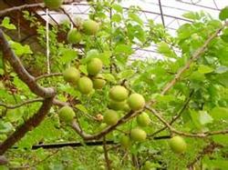 Greenhouse apricot trees do a good job of management and promote development in spring