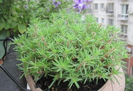 These four kinds of flowers are raised in several pots with two pots at hand to make a small garden.