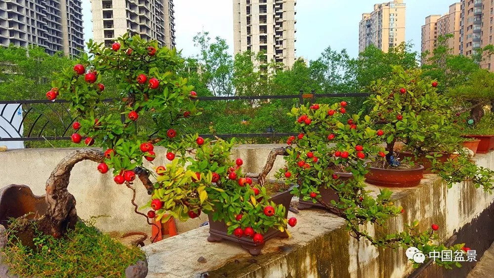 Appreciation and plastic maintenance of red bonsai in the mountains